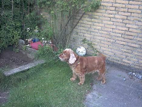 Cocker spaniel Mikkel - R.I.P - Ovre ved sandkassen.. billede 15