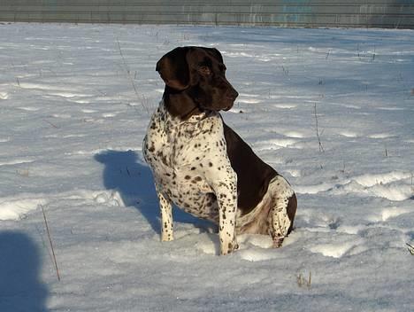 Gammel dansk hønsehund Mille - På en skøn morgentur i det flotte lys billede 1