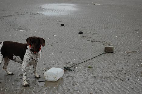 Gammel dansk hønsehund Mille - Går i??? Jamen vi havde det jo lige så sjovt. Hou 2. juledag billede 2
