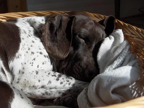 Gammel dansk hønsehund Mille - Ligger og putter billede 3