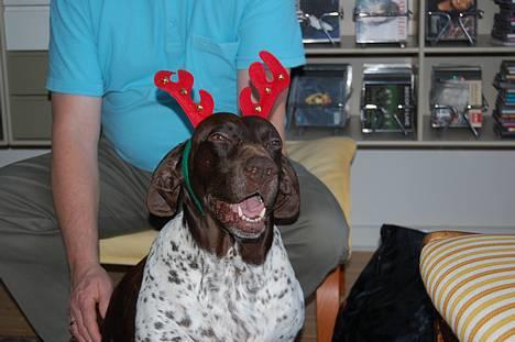 Gammel dansk hønsehund Mille - Mille.... Nu som rensdyr billede 4