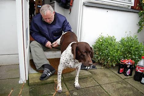 Gammel dansk hønsehund Mille - Det er ikke sjovt at få klippet negle, selvom det er farmand der gør det billede 5