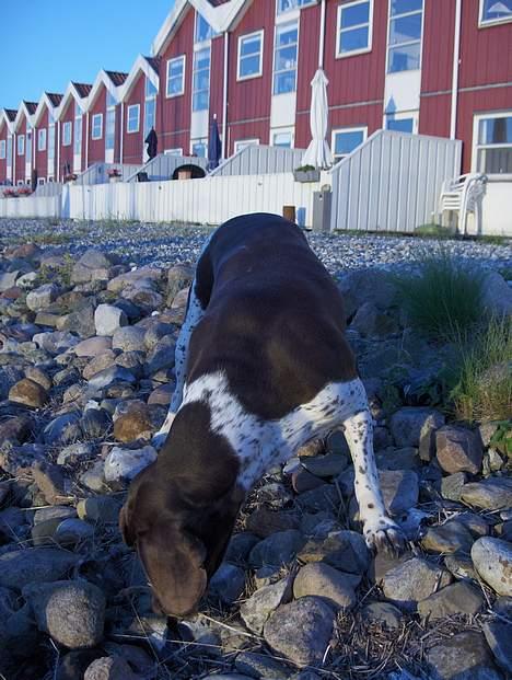 Gammel dansk hønsehund Mille - Der gemmer sig et eller andet spændende nede mellem stenene.... billede 6