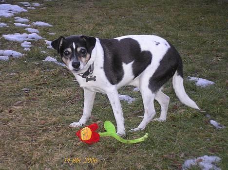 Dansk svensk gaardhund Villy Rap ¤ 22 febr.2006¤ - 14 feb.2006. billede 3