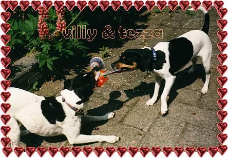 Dansk svensk gaardhund Villy Rap ¤ 22 febr.2006¤ - Slip så- det er altså min sok. billede 4