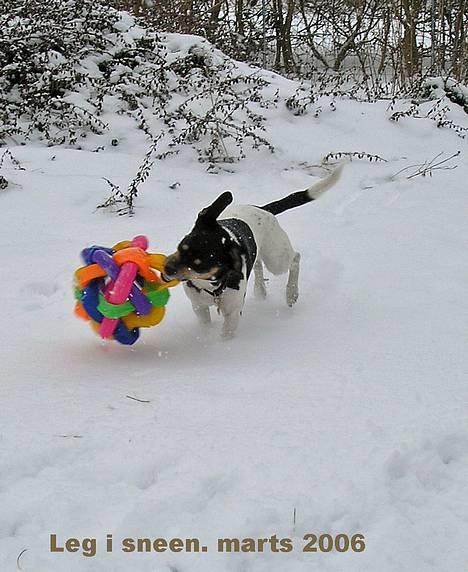 Dansk svensk gaardhund Tezza - 6 marts 2006dec billede 7