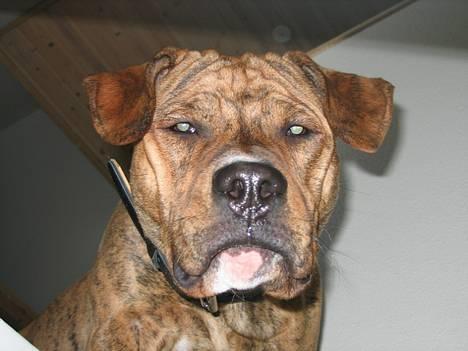 Amerikansk staffordshire terrier Tiarco billede 1