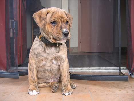 Amerikansk staffordshire terrier Tiarco - 55 dage gammel. billede 2