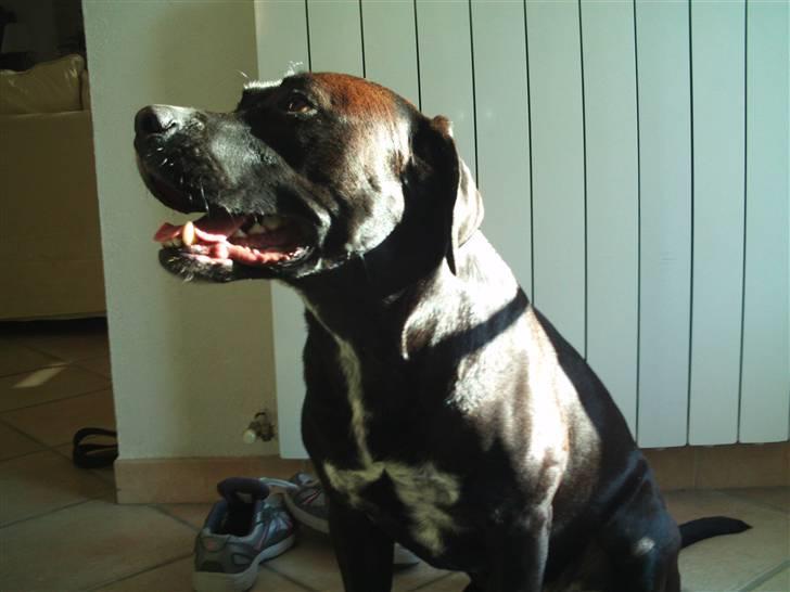 Blanding af racer BonZo billede 3