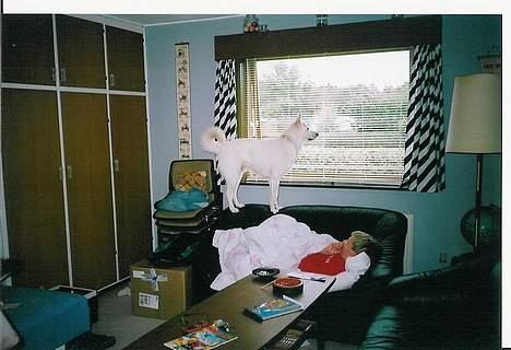 Blanding af racer Tyson - man skal jo se hvad der sker der ude  billede 2