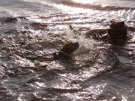 Amerikansk staffordshire terrier alvarez´s ramon candel billede 18