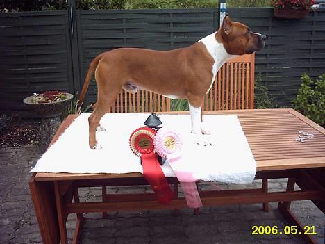 Amerikansk staffordshire terrier alvarez´s ramon candel billede 19