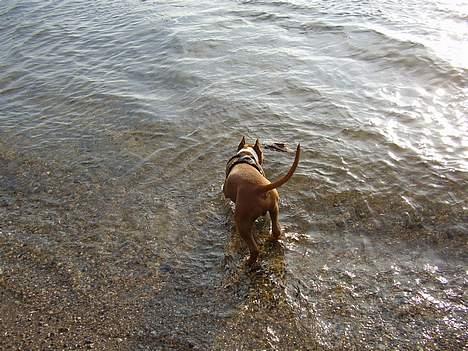 Amerikansk staffordshire terrier alvarez´s ramon candel billede 20