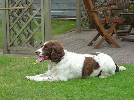 Engelsk springer spaniel hansi ( rico ) - søde rico  billede 12
