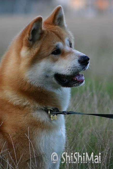 Akita inu Choco - * NYT -  billede 7