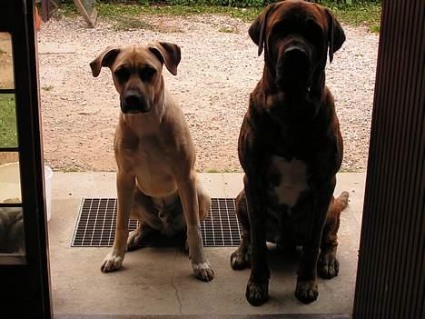 Broholmer Finris 2003-2013 billede 11