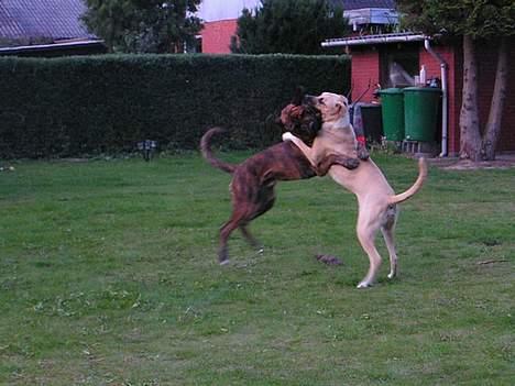 Broholmer Finris 2003-2013 - Finris og Tjasse leger billede 12