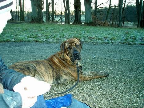 Broholmer Finris 2003-2013 billede 13