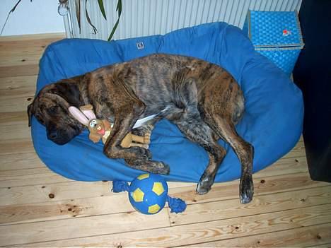 Broholmer Finris 2003-2013 billede 14