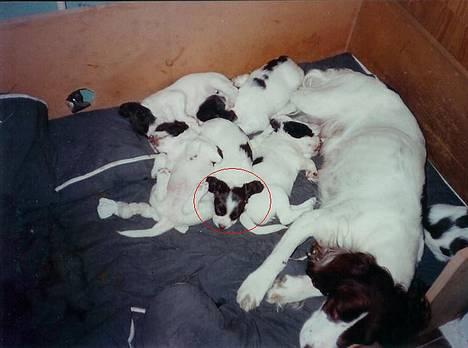 Field Trial spaniel Mickey  - Mickey med sine søskende og mor billede 6