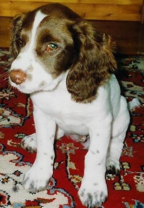 Field Trial spaniel Mickey  - Mickey nogle dage efter vi fik ham. Hans hvide "blis" i panden har forandret sig meget siden da billede 7