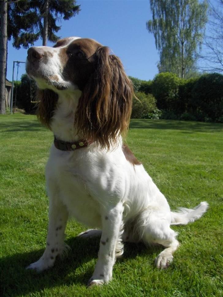 Field Trial spaniel Mickey  - Mickey i haven, sommeren 08 billede 8