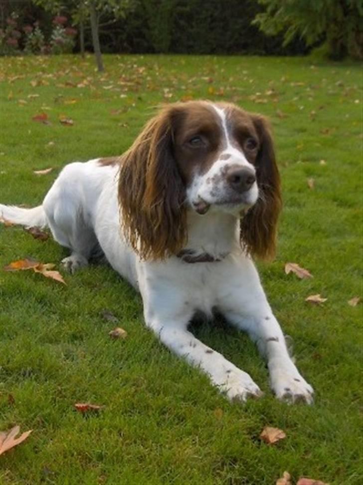 Field Trial spaniel Mickey  - Efterår 08 billede 9