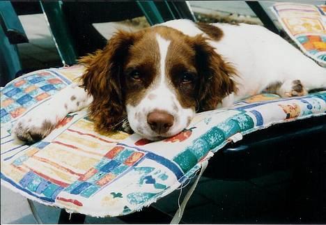 Field Trial spaniel Mickey  - Mickey der er blevet trær og har lagt sig op på solvognen (; billede 10