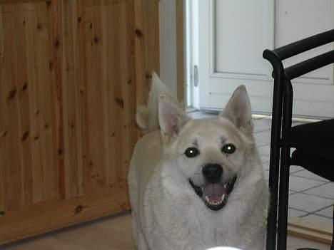 Boxer tyson - Gamle hund. døde 12år gammel sommern 2011  billede 4