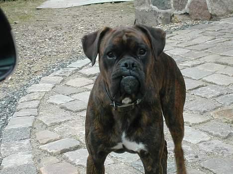 Boxer tyson - 16måneder billede 16