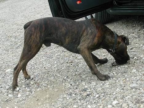 Boxer tyson - 16måneder billede 18