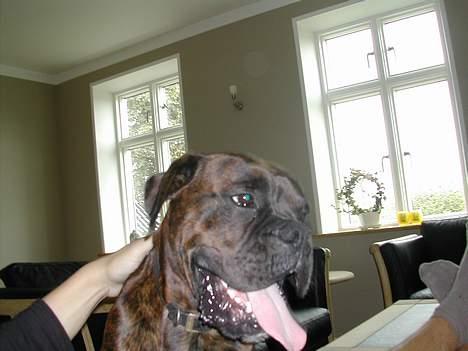 Boxer tyson - 16måneder billede 17