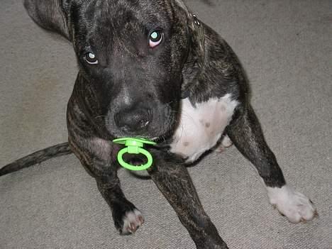 Amerikansk staffordshire terrier Dex Dexter - da dexter stjal en sut billede 1