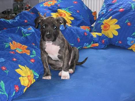 Amerikansk staffordshire terrier Dex Dexter - dexter´s seng billede 2
