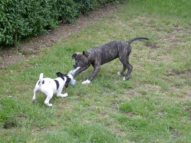 Amerikansk staffordshire terrier Dex Dexter - dexter og hans lege kammerat billede 3