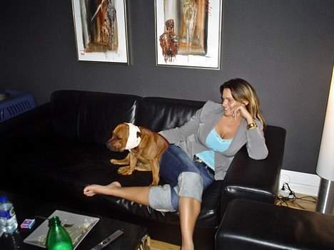 Staffordshire bull terrier Jenga *Død* - Var blevet bidt i kinden og måtte have dræn 3 steder..derfor den sjove hovedbeklædning billede 4