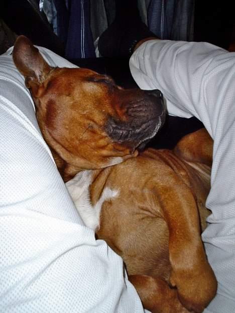 Staffordshire bull terrier Jenga *Død* - Tager lige en lille lur mellem far´s ben..... billede 5