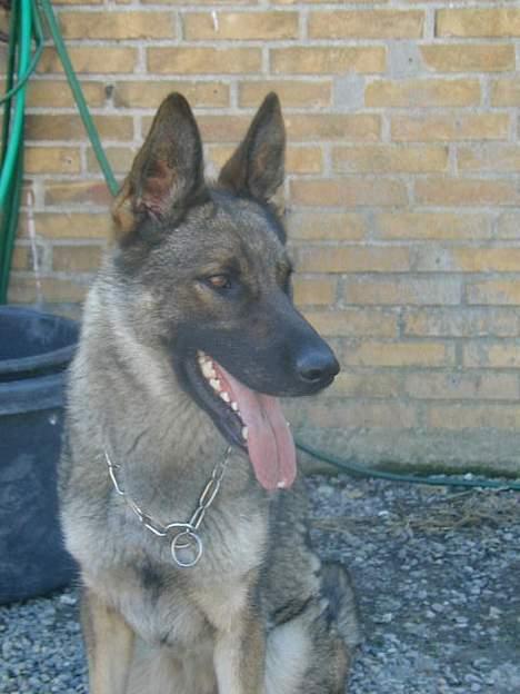 Schæferhund Hajen's Penny *Død* - smukke Penny billede 1