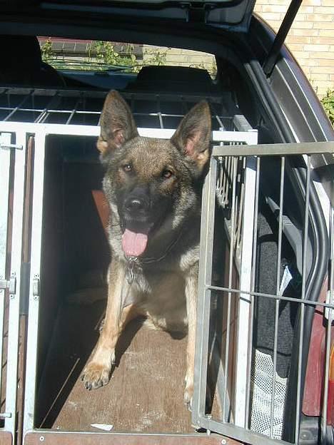 Schæferhund Hajen's Penny *Død* - kom nu vi skal altså til træning !!!!! billede 2