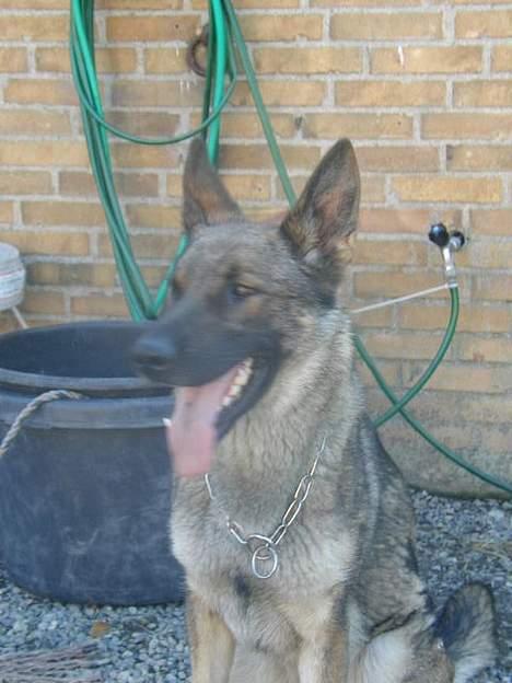 Schæferhund Hajen's Penny *Død* - sidder lige og slapper den .... billede 3