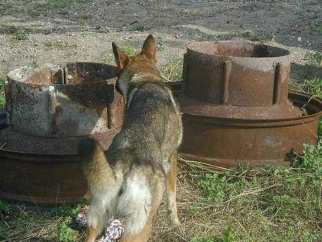Schæferhund Hajen's Penny *Død* - hvad er nu det for nogen??? billede 4