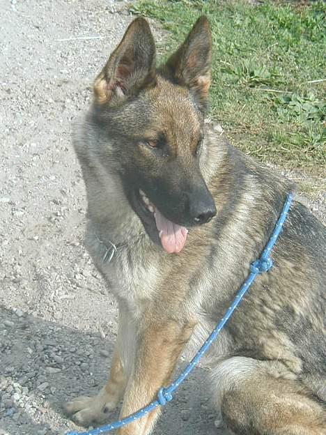 Schæferhund Hajen's Penny *Død* - dejlig pigehund billede 5