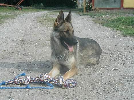 Schæferhund Hajen's Penny *Død* - ligger lige og holder øje med at ingen tager mit tov .... billede 6