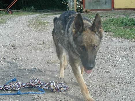 Schæferhund Hajen's Penny *Død* - luskepeter .... billede 7