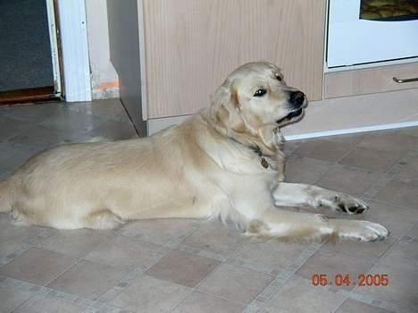 Golden retriever Hercules - Hej jeg hedder Hercules billede 1