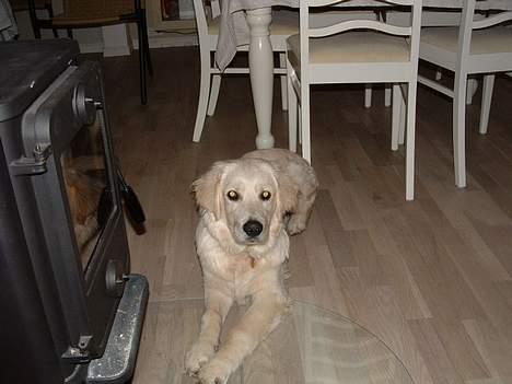 Golden retriever Hercules - Min mor og far elsker at tage blilleder af mig billede 2