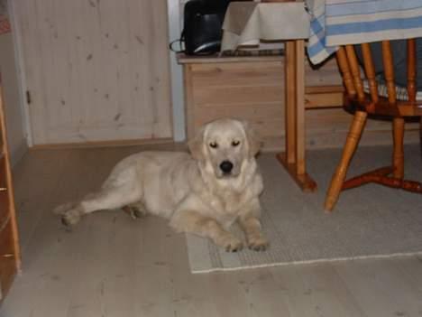 Golden retriever Hercules - Kan jeg da aldrig få fred? billede 3