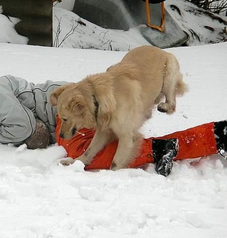 Golden retriever Hercules - Jeg elsker sne - men hov hvor er bolden nu henne? billede 4