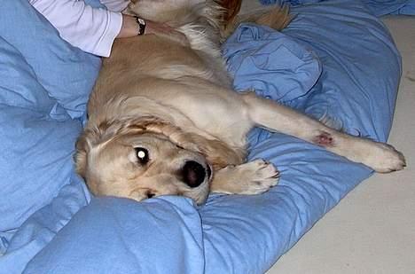 Golden retriever Hercules - Det var dengang jeg endnu måtte være i sengen når far ikke så det billede 5