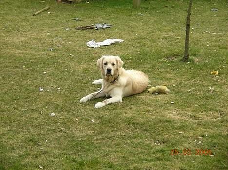 Golden retriever Hercules - Græsplænen når jeg har været i krig med mine legesager billede 6
